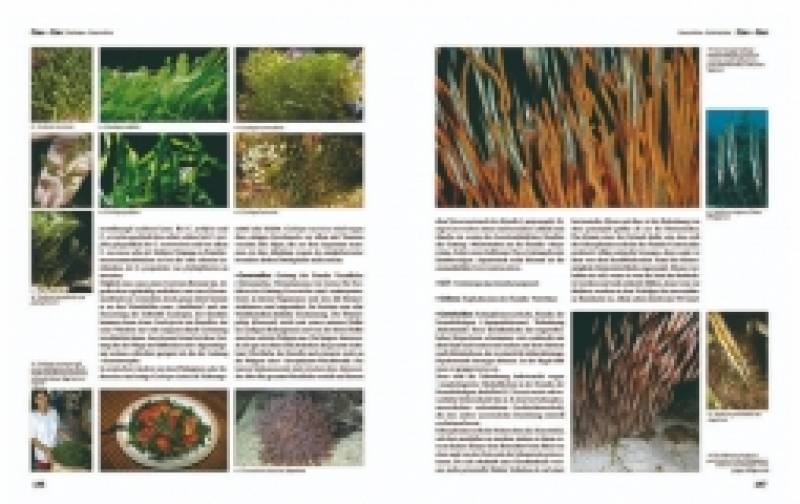 Preview: Lexikon der Meeresaquaristik
